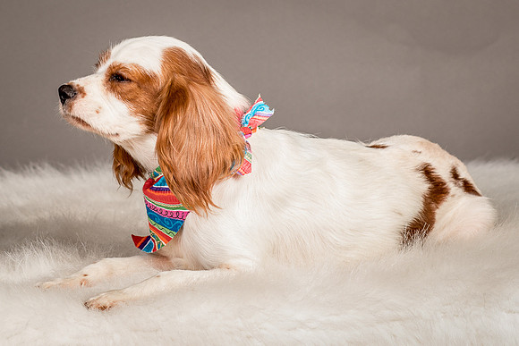 Foster josephina-4075