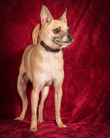 Foster Kiwi-8360