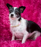 Foster Olive-7609