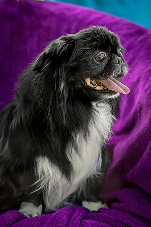 Foster Prince-0953