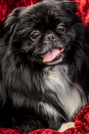 Foster Prince-0887