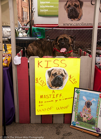 Carolina Mastiff Rescue-0655