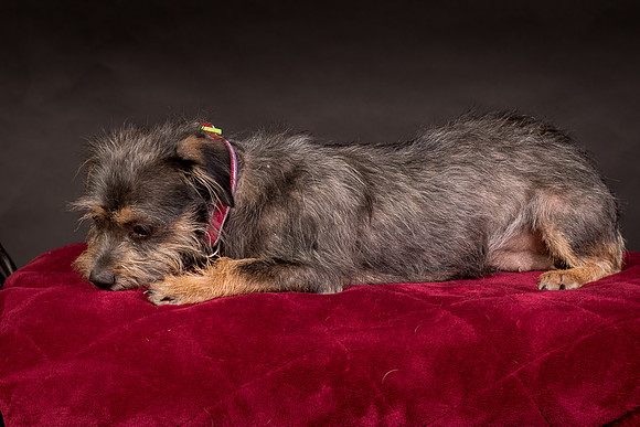 Foster Nadine-9579
