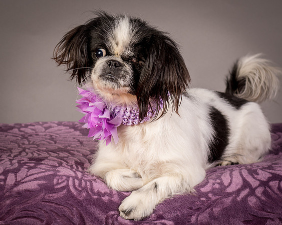 Foster Gypsy Rose-7990