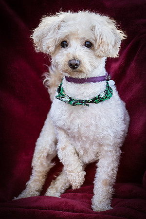 Foster Annalise-0550