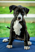 Foster Lola-9880