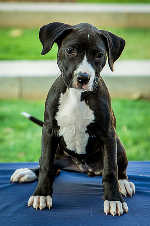 Foster Lola-9880