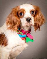 Foster josephina-3712