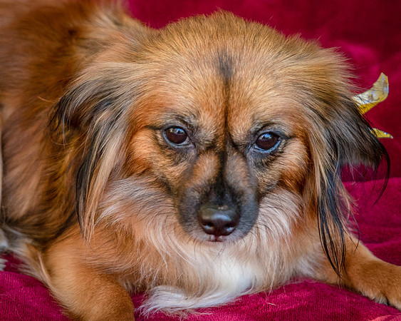 Foster Petunia-9383