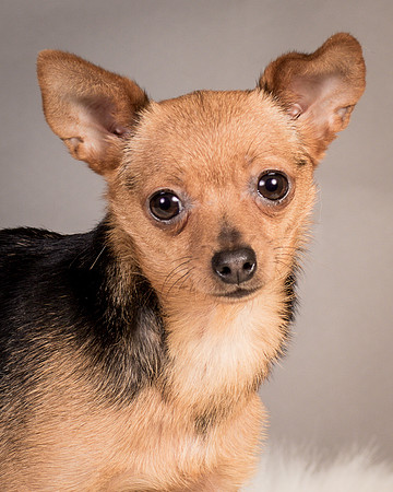 Foster Pixie-3455