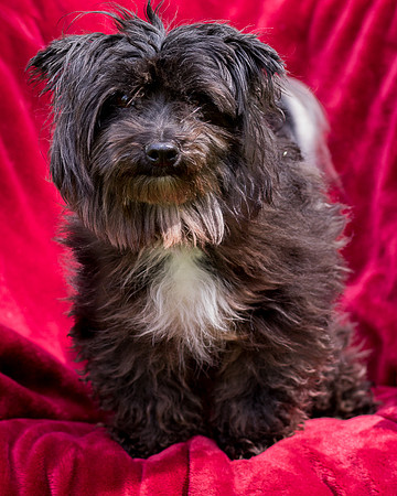 Foster Sammy-8375