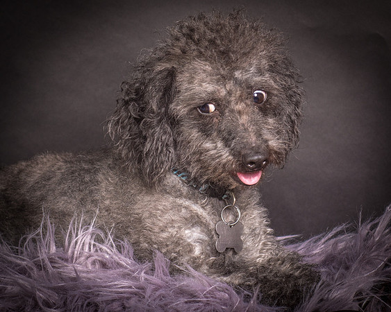 Foster Mokey-1373