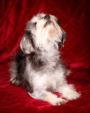 Foster Alex-6340