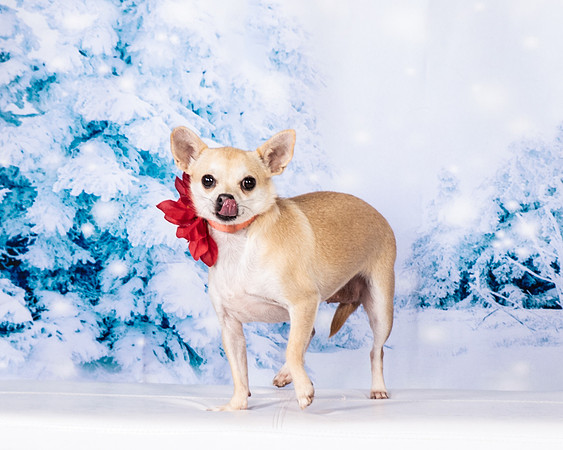 Foster Josefina-4607