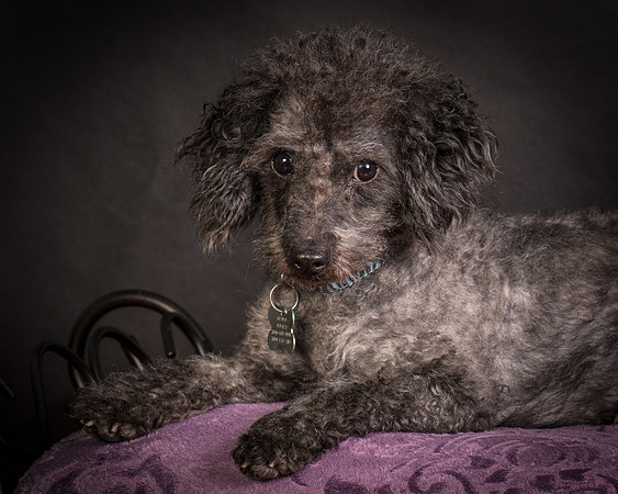 Foster Mokey-1524