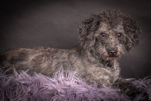 Foster Mokey-1394