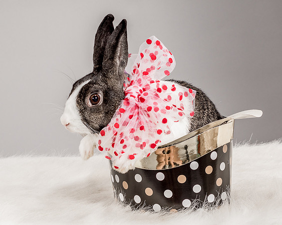 Foster Rabbit Penelope-4706