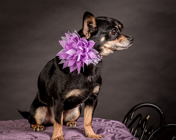Foster Pansy-9278