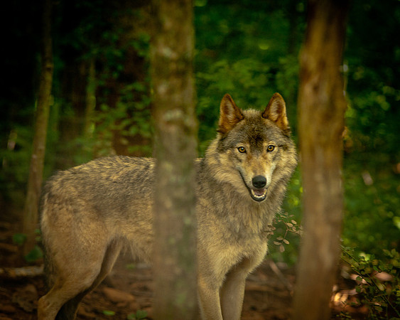Wolf-9493