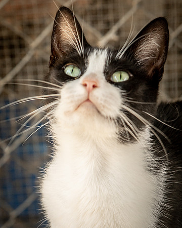 Darlington  Cats-9473