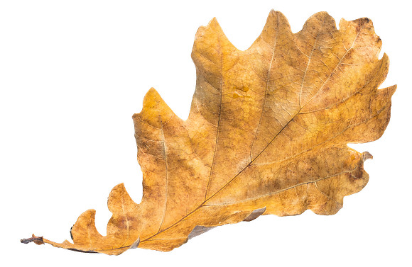 Leaf_26