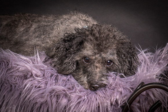 Foster Mokey-1396