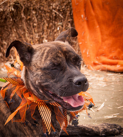 Foster Fred-7506
