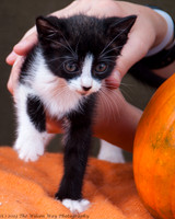 Foster Ghost-6584