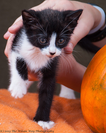 Foster Ghost-6584