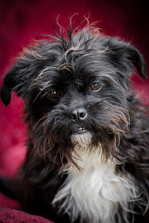 Foster Lady Elaine-8559