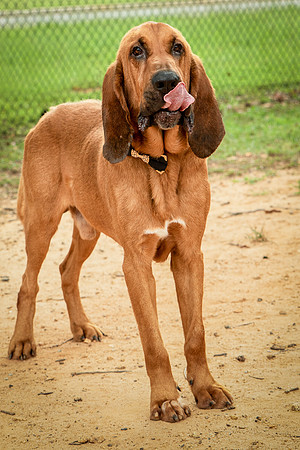 Roscoe-0479