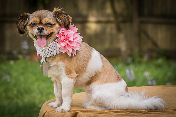 Foster Missy-0584