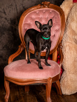 Foster Elvira-0162