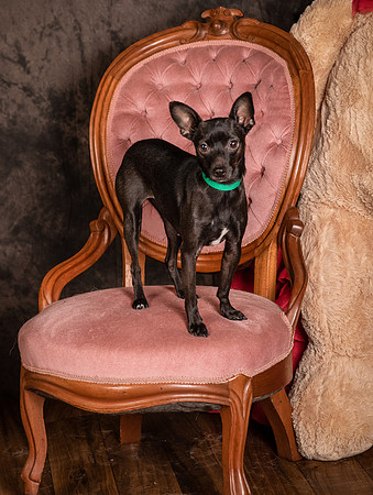 Foster Elvira-0162
