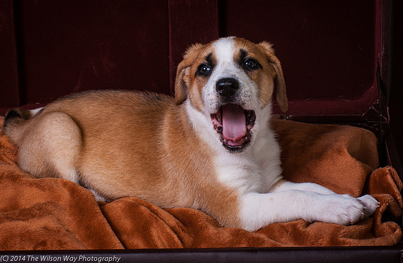 Oshie-9416