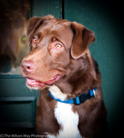 Coco aka Charlie-8786