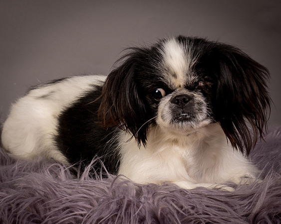 Foster Gypsy Rose-7885