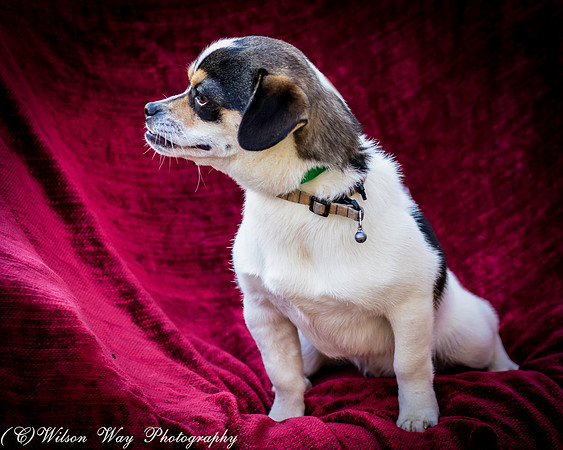 Foster Jethro-9