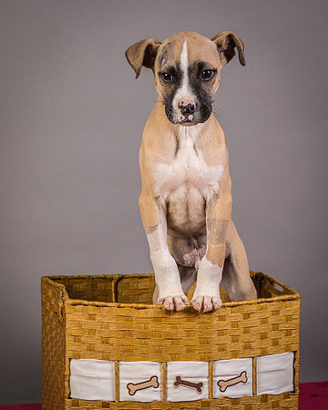 Foster Barnabas-4534