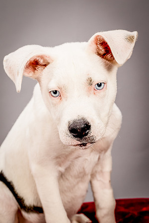 Foster Alvin-4763