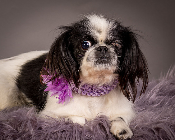 Foster Gypsy Rose-7911