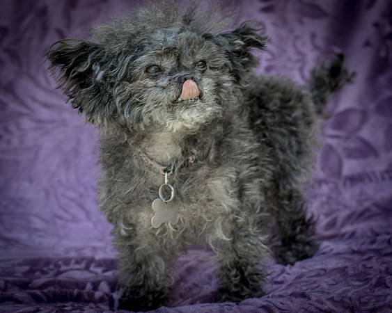 Foster Vivienne-9303