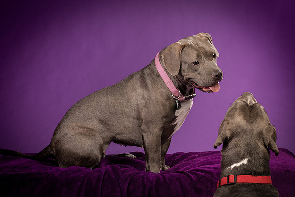 Daisy and Renegade-2550