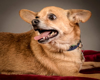 Foster Dobby-8211