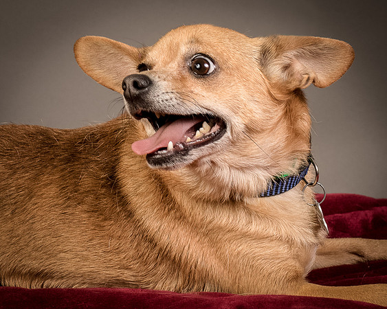 Foster Dobby-8211