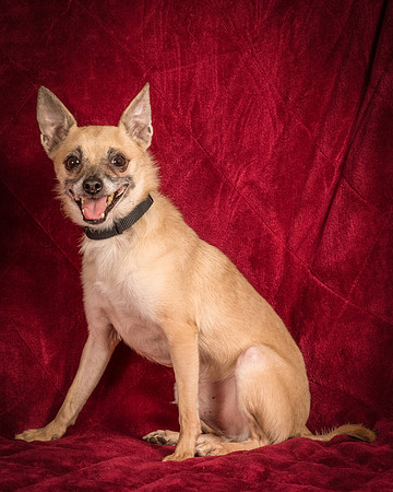 Foster Kiwi-8402