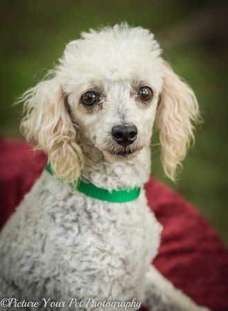 Foster Betty White-3068