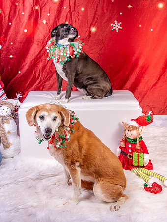 Annie n Coco-2441