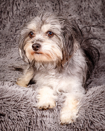 Foster Alex-6244