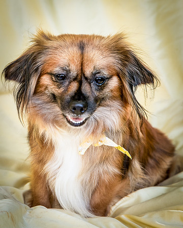 Foster Petunia-9314